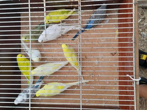 Grasparkieten 11 koppels 15euro het koppel., Dieren en Toebehoren, Vogels | Parkieten en Papegaaien, Parkiet, Meerdere dieren