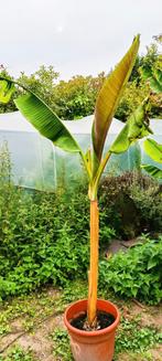 Musa sikkimensis banaan, Tuin en Terras, Ophalen