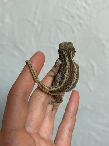 Striped gargoyle gekko, Lézard, Domestique, 0 à 2 ans