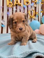 Prachtig mooi red/choco langhaar reutje, België, Parvo, Reu, 8 tot 15 weken