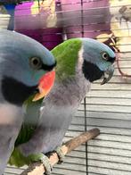 Koppel-Derbyan parkieten, Dieren en Toebehoren, Vogels | Parkieten en Papegaaien, Geringd