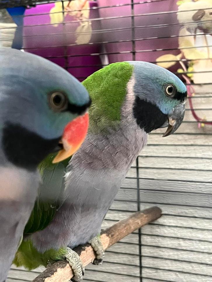 Koppel-Derbyan parkieten, Dieren en Toebehoren, Vogels | Parkieten en Papegaaien, Geringd