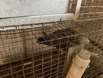 grijze roodstaart papegaai man, Dieren en Toebehoren, Vogels | Parkieten en Papegaaien, Mannelijk, Papegaai, Geringd