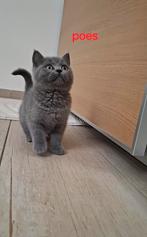 Britse korthaar kittens Blauw/lilac, Meerdere dieren, Gechipt, 0 tot 2 jaar