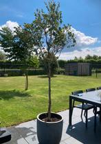 Eucalyptus boompje, op stam in pot, Tuin en Terras, Planten | Bomen, Ophalen, In pot