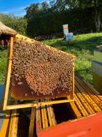 Colonies abeilles sur cadres : Dadant et Warré