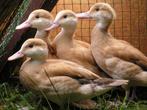 Blonde roodschoudertalingen, Vrouwelijk, Eend