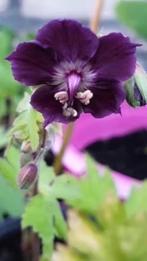 Geranium Phaeum, 6 potjes voor 5 euro , vlinder bijenplant, Vaste plant, Halfschaduw, Lente, Ophalen
