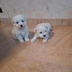 Maltezer pups, Animaux & Accessoires, Chiens | Chihuahuas & Chiens de compagnie, Belgique, Bichon maltais, Plusieurs, Hépatite contagieuse (maladie de Rubarth)