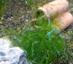 Bleu jelly, Dieren en Toebehoren, Vissen | Aquariumvissen, Kreeft, Krab of Garnaal, Zoetwatervis