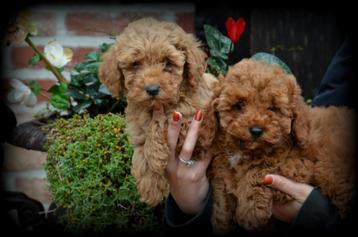 Poedel pups abrikoos beschikbaar voor biedingen