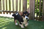 Welsh corgi cardigan pups, België, Overige rassen, CDV (hondenziekte), 8 tot 15 weken