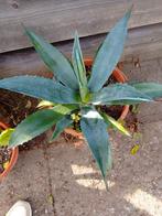 Agave Americana plant, Tuin en Terras, Ophalen