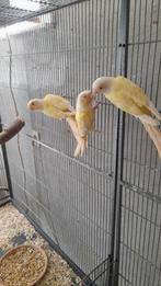 Pyrrhura crème ino Lutino, Dieren en Toebehoren