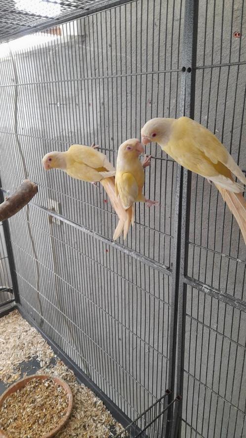 Pyrrhura crème ino Lutino, Dieren en Toebehoren, Vogels | Parkieten en Papegaaien
