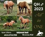 QUARTER HORSE, Minder dan 160 cm, Gechipt, 0 tot 2 jaar, Westernpaard