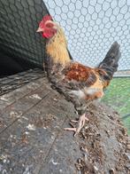 Heel mooie haantjes te koop !!, Dieren en Toebehoren, Pluimvee, Mannelijk, Kip