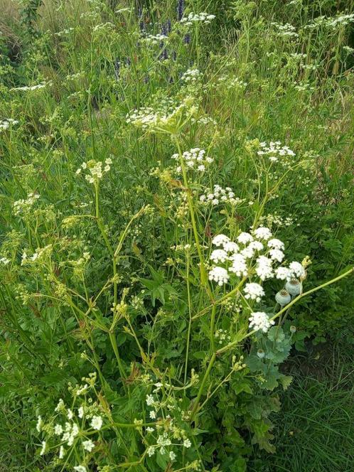 Suikerwortel, Tuin en Terras, Planten | Tuinplanten, Vaste plant, Groenteplanten, Volle zon, Zomer, Ophalen