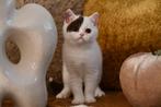 brits korthaar kitten, Dieren en Toebehoren, Kater, Gechipt, 0 tot 2 jaar