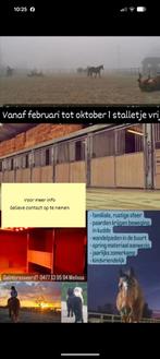 Privé Pensionstal Schendelbeke, Animaux & Accessoires, Poneys