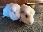 2 volwassen cuy cavia beren, Mannelijk, Cavia