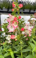 Penstemon Hartwegii Rose P17, Tuin en Terras, Ophalen, Vaste plant