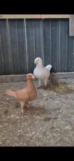 Duiven te koop, Dieren en Toebehoren, Vogels | Duiven