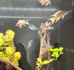 Verschillende aquariumvissen (zoet water), Dieren en Toebehoren, Vis, Zoetwatervis
