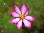 Cosmos, Tuin en Terras, Ophalen, Volle zon