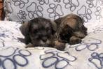 Schnauzer pups dwergschnauzer, CDV (hondenziekte), Meerdere, 8 tot 15 weken, Meerdere dieren