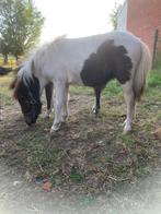 Veulentje, Dieren en Toebehoren, Pony's, Hengst, Gechipt
