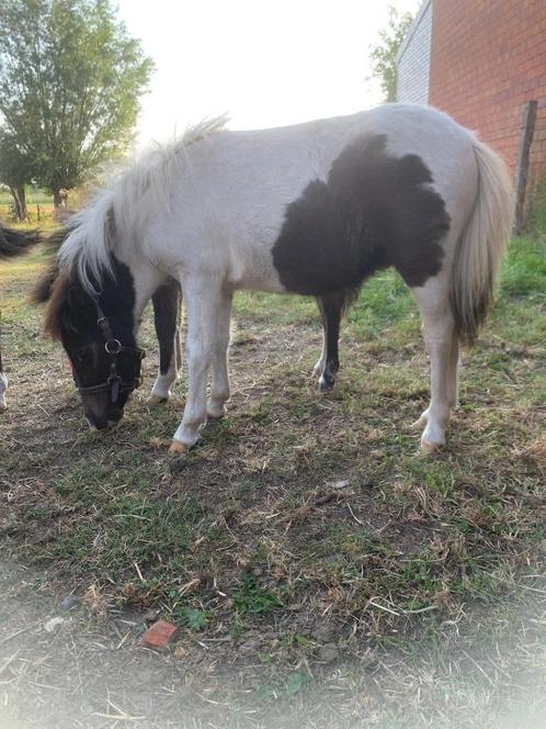 Veulentje, Dieren en Toebehoren, Pony's, Hengst, Gechipt