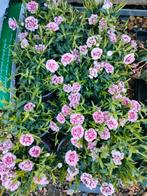 Dianthus, Enlèvement