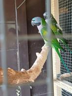 Derbyanparkiet, Dieren en Toebehoren, Vogels | Parkieten en Papegaaien, Vrouwelijk, Parkiet, Geringd