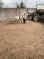 Ezeltje, 2 of 3 paarden of pony's