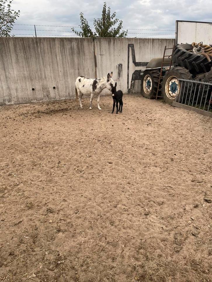 Ezeltje, Dieren en Toebehoren, Stalling en Weidegang, 2 of 3 paarden of pony's