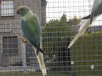 halsbanden bleekstaart -opaline 2025, Meerdere dieren, Parkiet, Geringd
