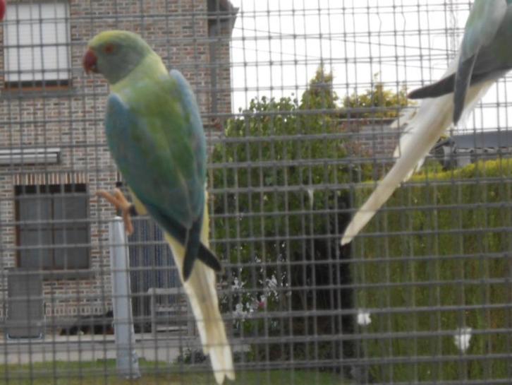 halsbanden bleekstaart -opaline 2025, Dieren en Toebehoren, Vogels | Parkieten en Papegaaien, Parkiet, Meerdere dieren, Geringd
