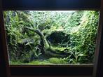 Terrariums (grote slechts nog enkele dagen beschikbaar), Dieren en Toebehoren, Ophalen of Verzenden, Gebruikt, Terrarium of Paludarium