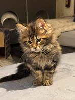 Maine coon kittens 1 lady  🥰💝, Dieren en Toebehoren, Katten en Kittens | Raskatten | Langhaar, Meerdere dieren, Gechipt, 0 tot 2 jaar