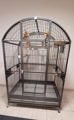 Cage perroquet Montana xxl + perchoirs et jeux (complète !), Enlèvement, Comme neuf, Métal, Cage à oiseaux