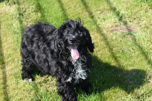 Cockapoo pup laatste en liefste van nestje, Dieren en Toebehoren, Honden | Niet-rashonden, Middel, Reu, Fokker | Professioneel