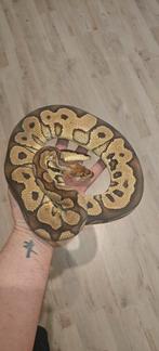 Python Regius Clown 100% het TSK axanthic, Dieren en Toebehoren, Slang, Tam, 0 tot 2 jaar