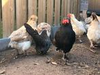 4 araucana hennen te koop, Dieren en Toebehoren, Pluimvee