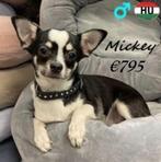 Mickey, Chihuahua, zoekt een lieve baas, Dieren en Toebehoren, Honden | Chihuahua's en Gezelschapshonden, 15 weken tot 1 jaar
