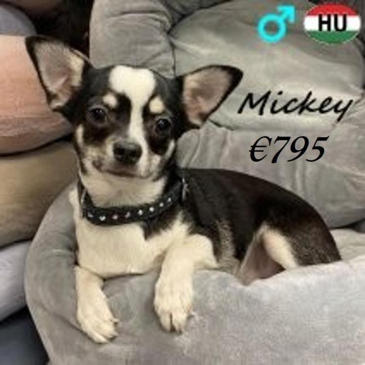 Mickey, Chihuahua, zoekt een lieve baas, Dieren en Toebehoren, Honden | Chihuahua's en Gezelschapshonden, Reu, Chihuahua, Handelaar