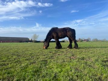 Kastanjebruine belgisch trekpaard hengst 3 jaar
