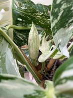 Monstera Albo Variegata met bloem (unicum), Maison & Meubles, Plantes d'intérieur, Autres espèces, En pot, Plante à fleurs, Enlèvement