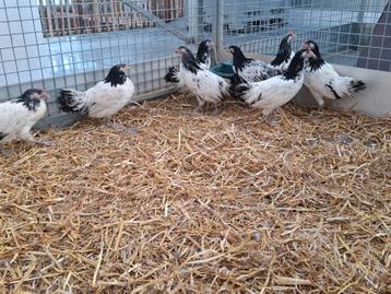 Lakenvelder kippen en hanen, mooie jonge lakenvelders