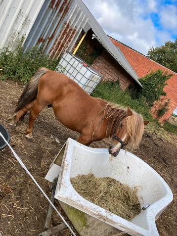 Pony hengstje 16 jaar heel rustig beschikbaar voor biedingen
